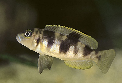 Lepidiolamprologus boulengeri 'Kigoma'